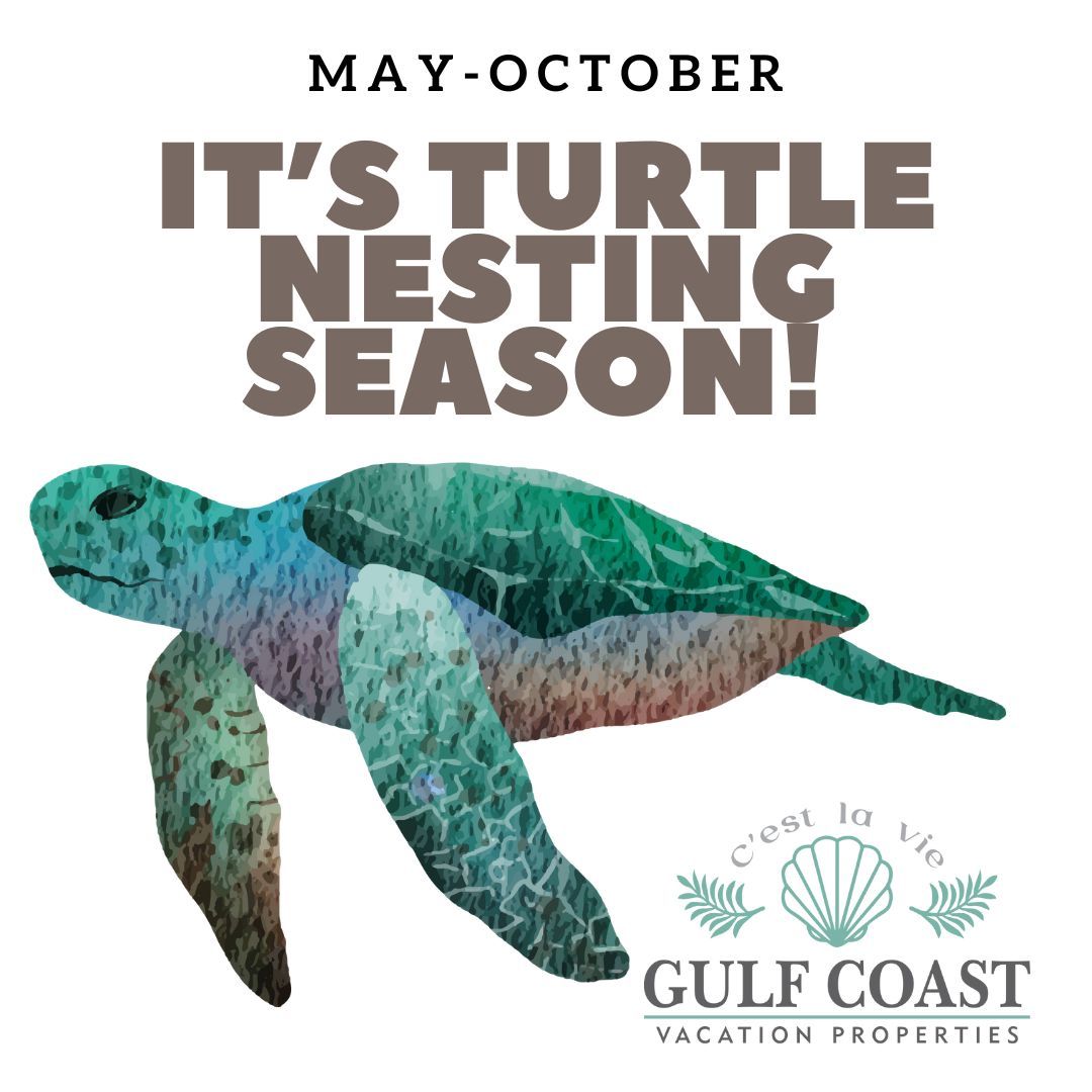 Your Guide To Sea Turtle Nesting Season On St George Island | Gulf ...